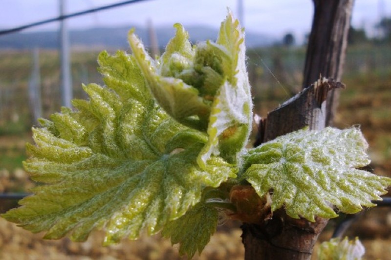 Laboratoire œnologique,Analyses œnologiques,Conseils œnologiques,Accréditation COFRAC,aude,œnologie,Analysez votre vin,Bio,laboratoires analyses du vin,ingénierie œnologique,conception de chai,Marketing des vins,communication,Agronomie,viticulture,Viticulture raisonnée,systèmes de certification,Analyse et conseil œnologique,Assurance qualité des outils de production,sécurité alimentaire,Analyse fine,vigne,vin,professionnels,viticulteur,vigneron,onologue,languedoc roussillons,vins sud de france,vignobles du languedoc,laboratoires dubernet